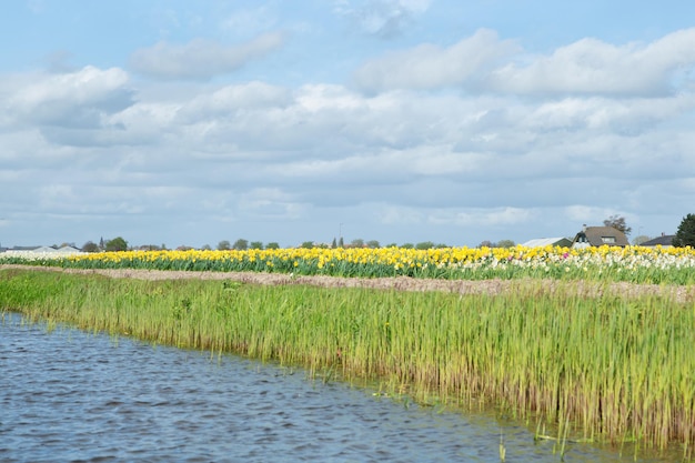Champs de fleurs en fleurs colorées de jonquilles blanches et jaunes également connues sous le nom de jonquilles et de narcisses près du canal dans la campagne néerlandaise avec des maisons en arrière-plan