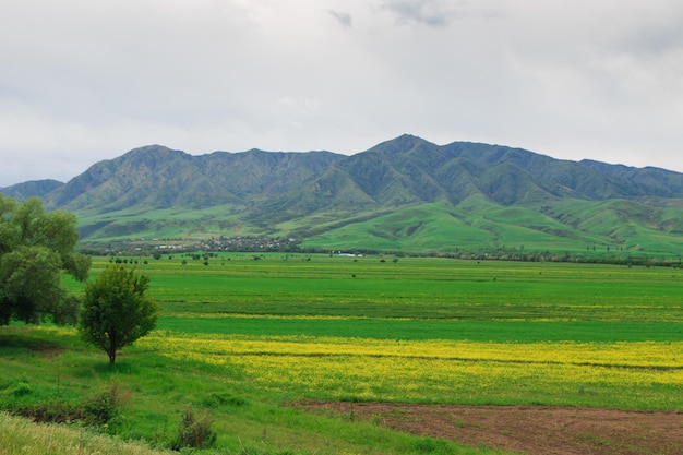 Champs en fleurs sur fond de montagnes Beau paysage de montagne Herbes d'été en fleurs Paysage de printemps Kirghizistan