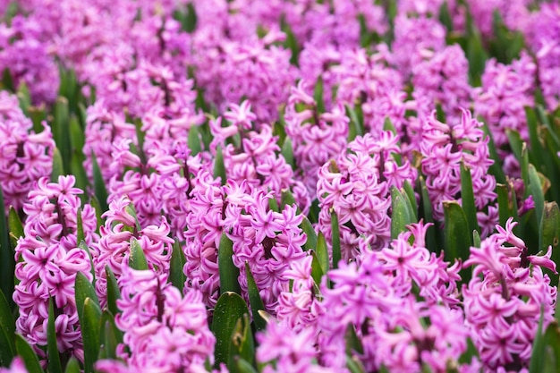 Champs de fleurs hollandais