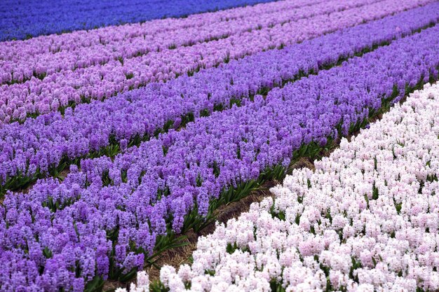 Champs de fleurs hollandais