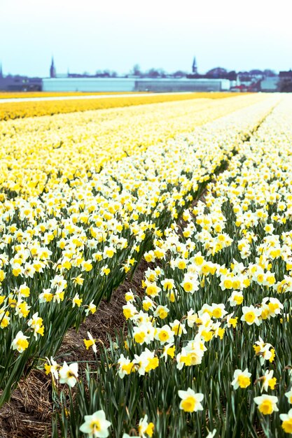 Champs de fleurs hollandais