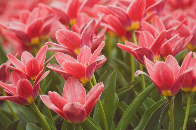 Champs de fleurs hollandais