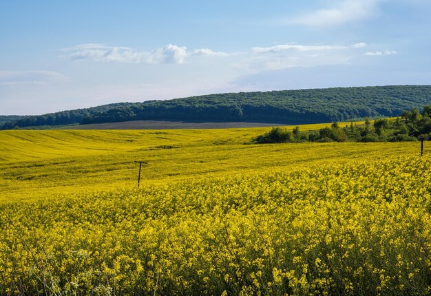 Champs de fleurs jaunes de colza de printemps vue ciel bleu avec des nuages dans la lumière du soleil Climat naturel saisonnier bon temps concept de beauté de campagne d'agriculture écologique