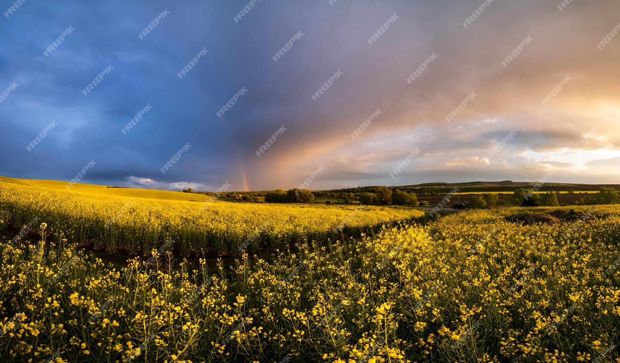 Champs De Fleurs Jaunes De Colza De Printemps | Photo Premium