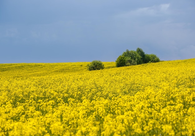 Champs de fleurs jaunes de colza de printemps