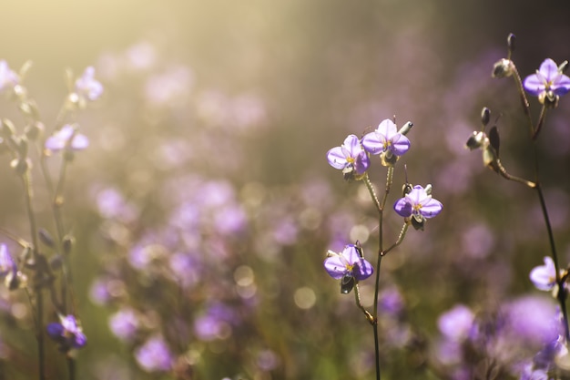 Champs de fleurs pourpres le matin.