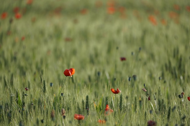 Champs de fleurs rouges