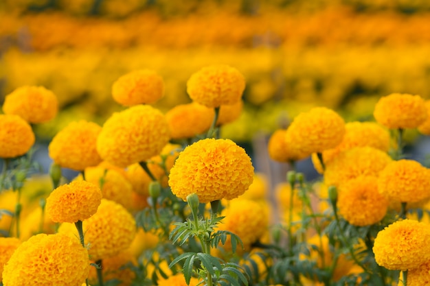 Photo champs de fleurs de souci orange