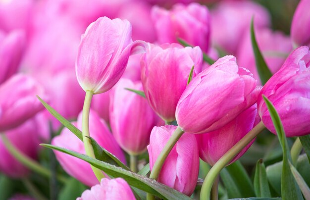 Champs de fleurs de tulipe rose qui fleurit dans le jardin