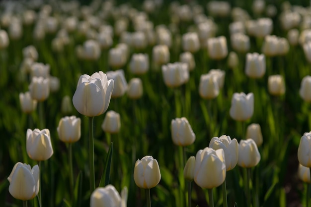 Champs de fleurs de tulipes colorées au printemps matin