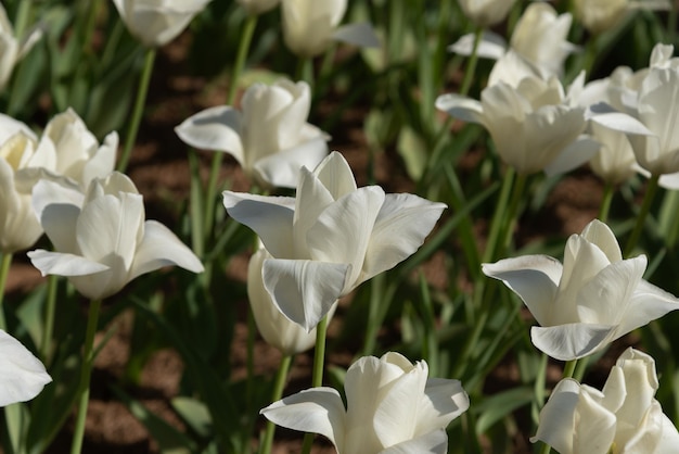 Champs de fleurs de tulipes colorées au printemps matin