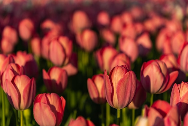 Champs de fleurs de tulipes colorées au printemps matin