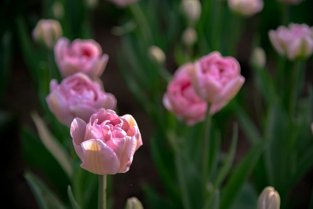 Champs de fleurs de tulipes colorées au printemps matin