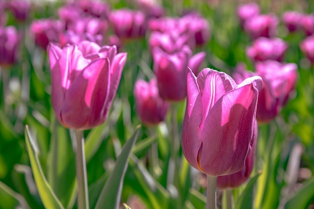 Champs de fleurs de tulipes colorées au printemps matin