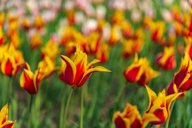 Champs de fleurs de tulipes colorées au printemps matin