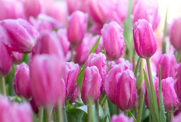 Champs de fleurs de tulipes roses en fleurs dans le jardin