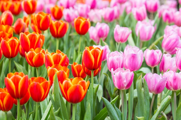 Champs de fleurs de tulipes