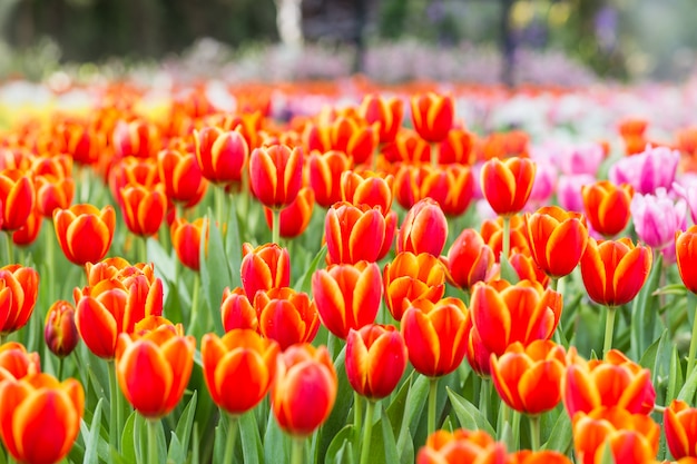 Champs de fleurs de tulipes