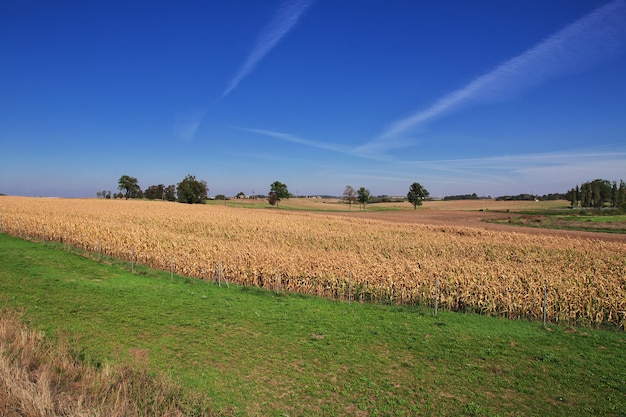 Champs et forêts de Pologne