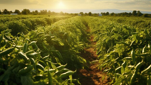 Les champs de Jalapeno