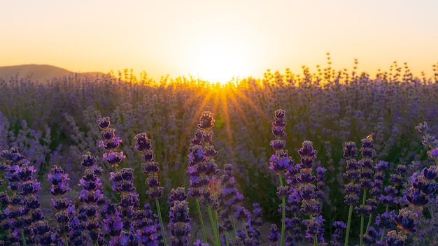 Champs de lavande au coucher du soleil