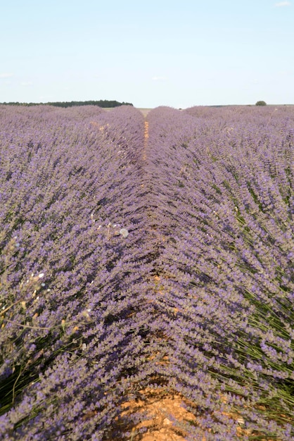 Champs de lavande à Brihuega, Guadalajara, Espagne