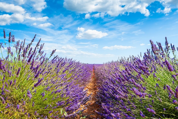 Champs de lavande et ciel bleu avec des nuages. Valensole, Provence, France. Beau paysage d'été