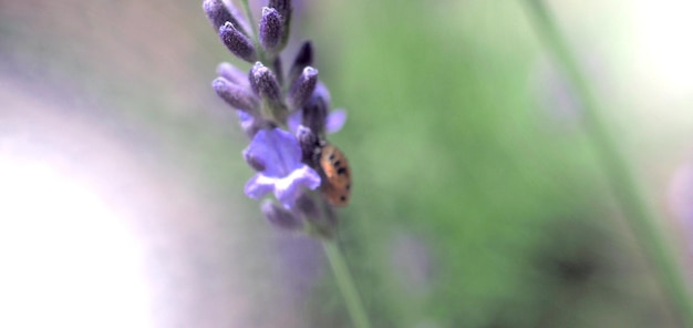 Les champs de lavande fleurissent à Hokkaido au Japon pour se détendre en été ou au printemps