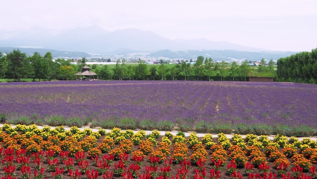 Les champs de lavande fleurissent à Hokkaido au Japon pour se détendre en été ou au printemps