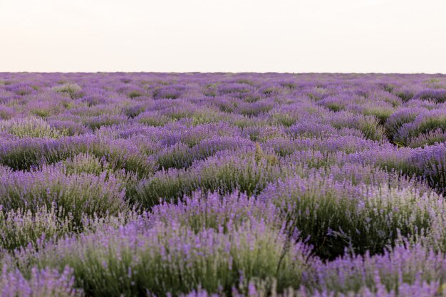 Champs de lavande en fleurs en Moldavie