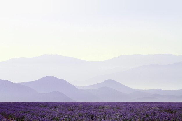 Champs de lavande avec des montagnes lointaines