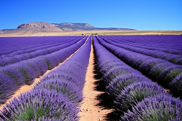 Champs de lavande sans fin en pleine floraison