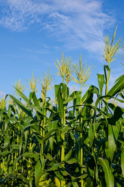 Photo champs de maïs avec un ciel bleu à la verticale