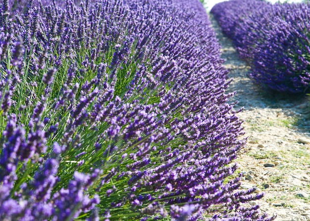 Champs parfumés à la fleur de lavande