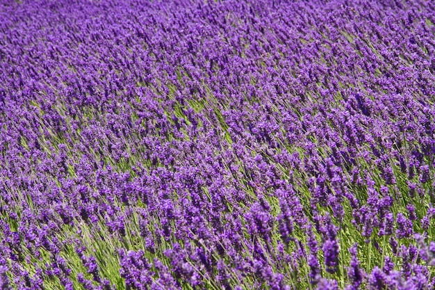 Champs Parfumés à La Fleur De Lavande