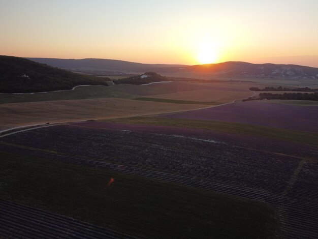 Champs parfumés à la lavande dans des rangées sans fin avec des fleurs épanouies vue aérienne drone champ violet contre