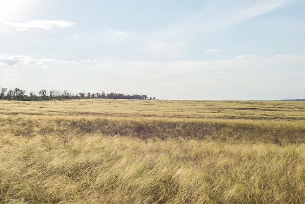 Champs de paysage de campagne en été avec de l'herbe sèche jaune août ukraine