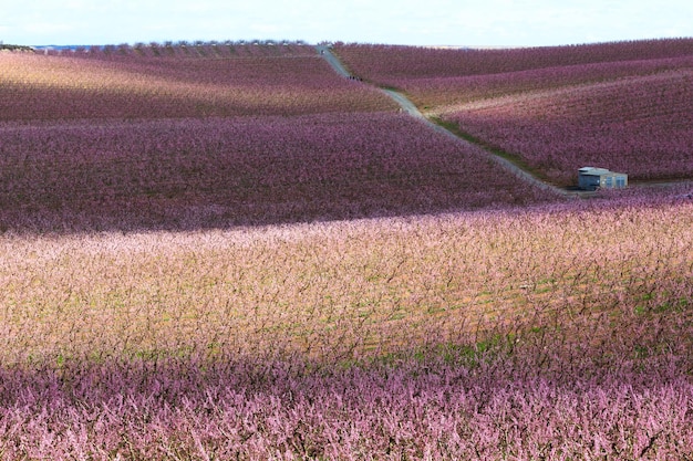 Champs de pêchers en rose