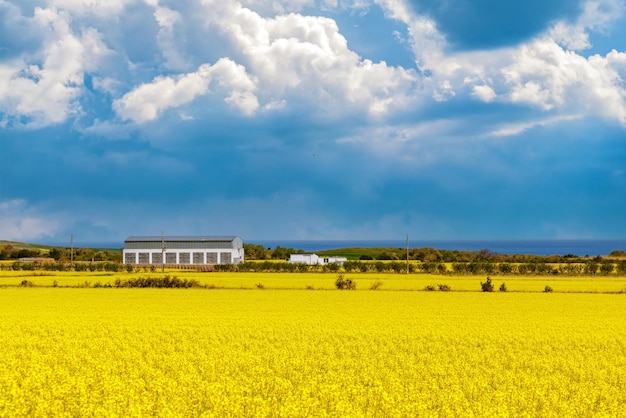 Champs avec une plante dans une vallée dans le contexte du village et du ciel en Bulgarie