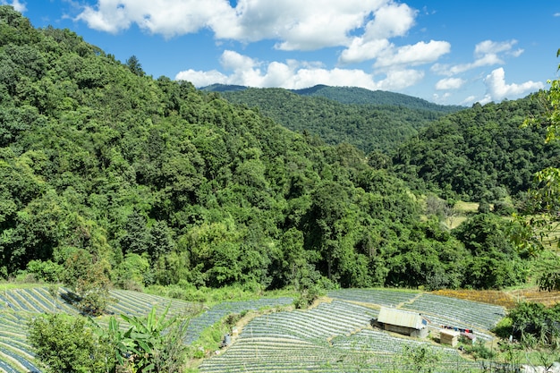 Champs plantés avec une petite cabane au milieu de la forêt