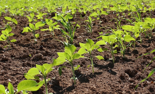 Champs de plants de tabac frais nouveau-nés