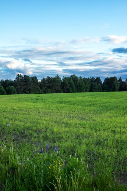 Champs et prairies sur fond de ciel bleu et nuages blancs paysage naturel coucher de soleil