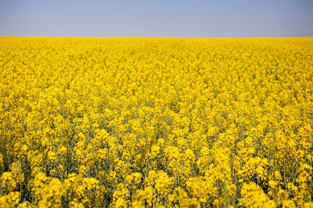 Champs de rap en fleurs jaunes en Ukraine