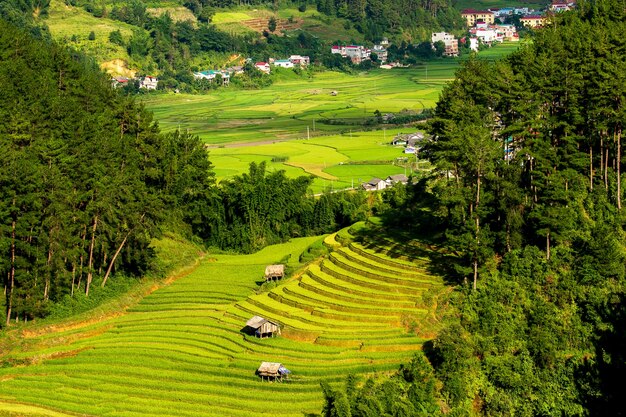 Champs de riz au nord-ouest du Vietnam