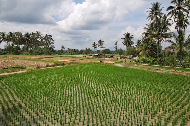 Champs de riz dans le petit village d'Indonésie