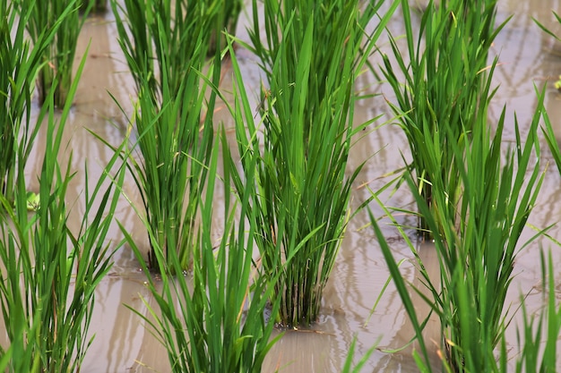 Champs de riz dans le petit village d'Indonésie