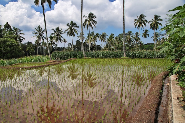 Champs de riz dans le village de l'Indonésie