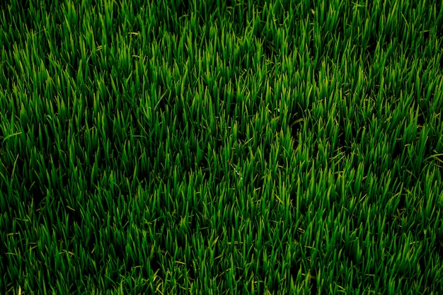 Photo des champs de riz plantés dans la vallée.