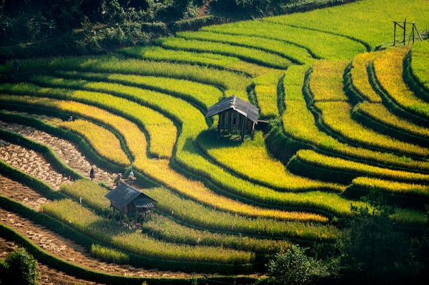 Champs de riz sur la terrasse du village de Cang Chai, Vietnam. Les champs de riz jaune doré se préparent à la récolte au Vietnam. paysage vietnamien