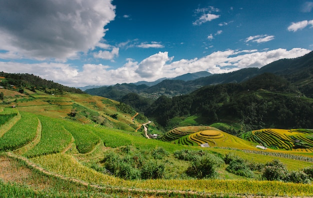 Champs de riz sur terrasse en saison des pluies à Mu Cang Chai, Yen Bai